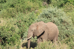 The elephant