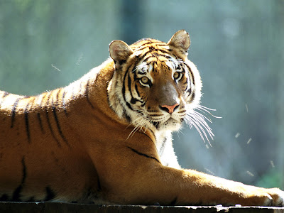 Tiger wallpaper, hq pictures tigers wallpapers. Tiger wallpaper, hq pictures