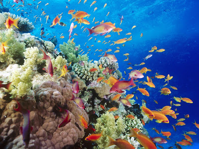 ,underwater wallpaper hi wallpaper underwater. ,underwater wallpaper hi