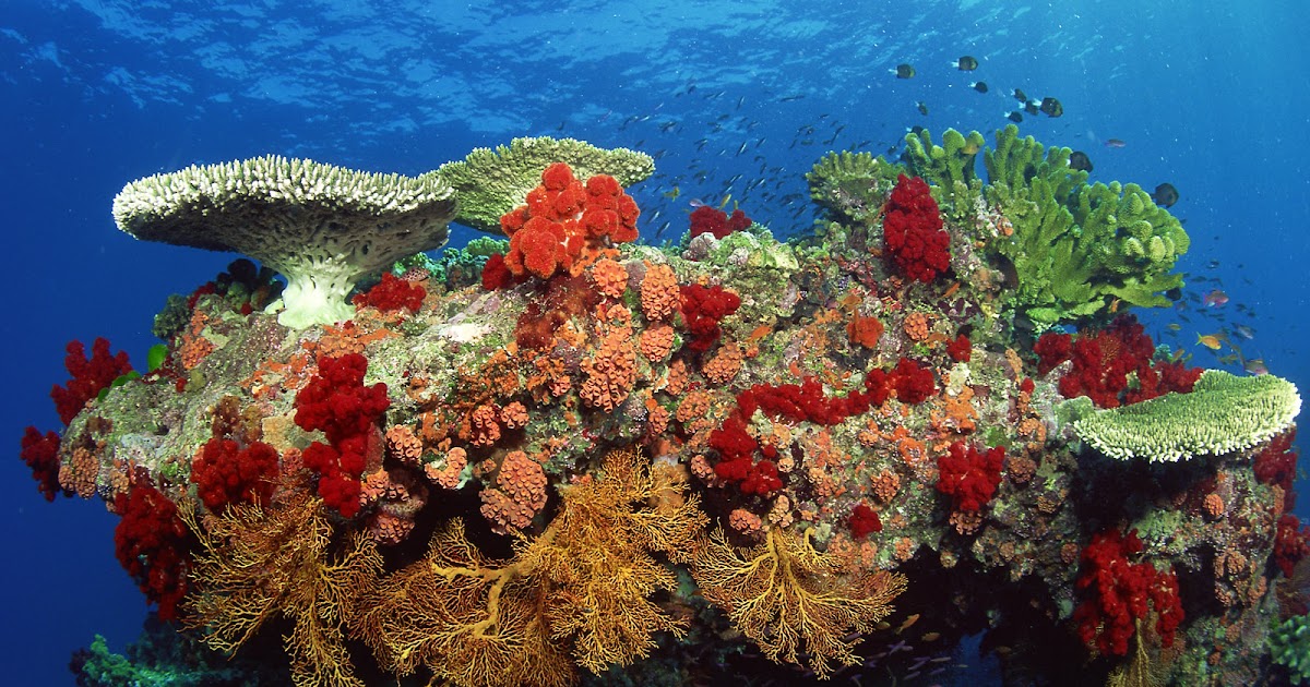 godtoldmetonoise: Coral reefs pictures ,underwater wallpaper hi res