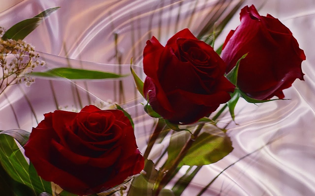 Fotos de Flores - Rosas - Fondos de Pantalla