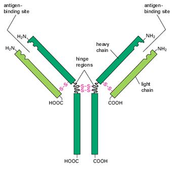 Typical Antibody Structure