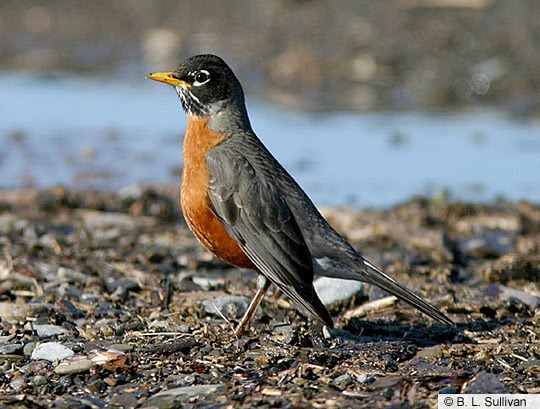 Birds Eye Food Poisoning Birds Eye Food Poisoning