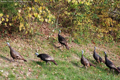 turkey flock