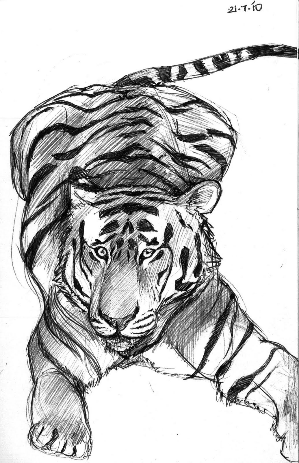 Sketched Tiger