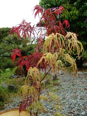 [20090507占ノ内ベニオータケ.01.jpg]