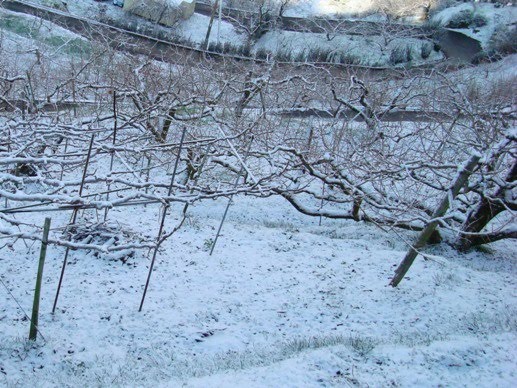 [2009雪景色１２月+033.01.jpg]
