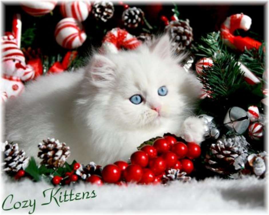 cute kitten wallpaper. Cute Christmas Kitten