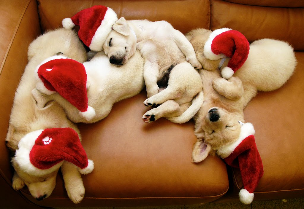 cute christmas puppies and dogs free christian wallpapers cute christmas puppies and dogs free christian wallpapers