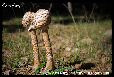 lepiota procera