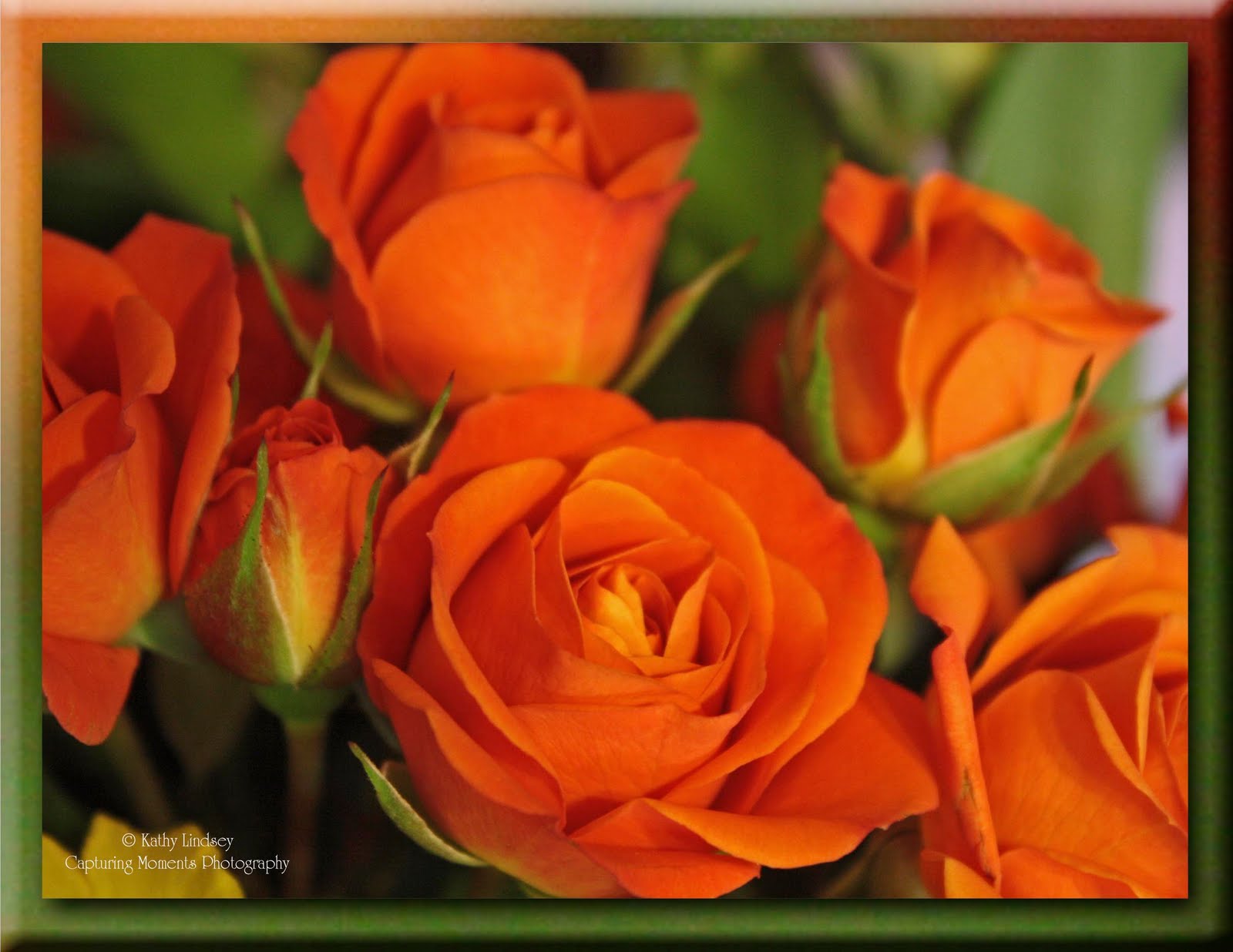 RARE(10+) ORANGE ROSE SEEDS / Really Next day Shipping from