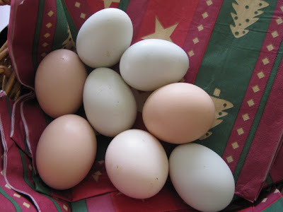 Chook Eggs