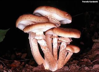 edible mushrooms