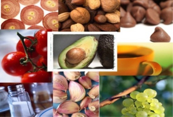 Theophylline Foods To Avoid Theophylline Foods To Avoid