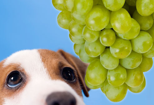 are grapes poisonous to dogs pet care tips are grapes poisonous to dogs pet care tips