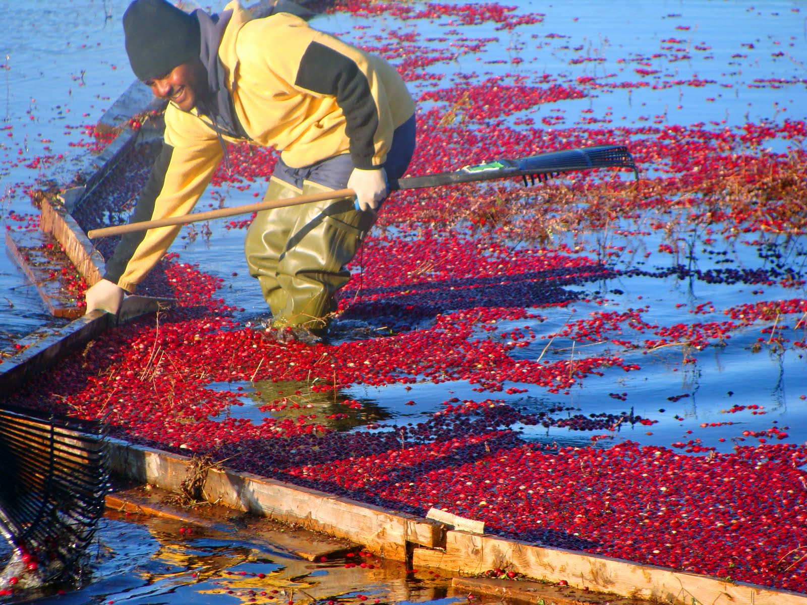 Bay of Fundy Blog Cranberry harvest time
