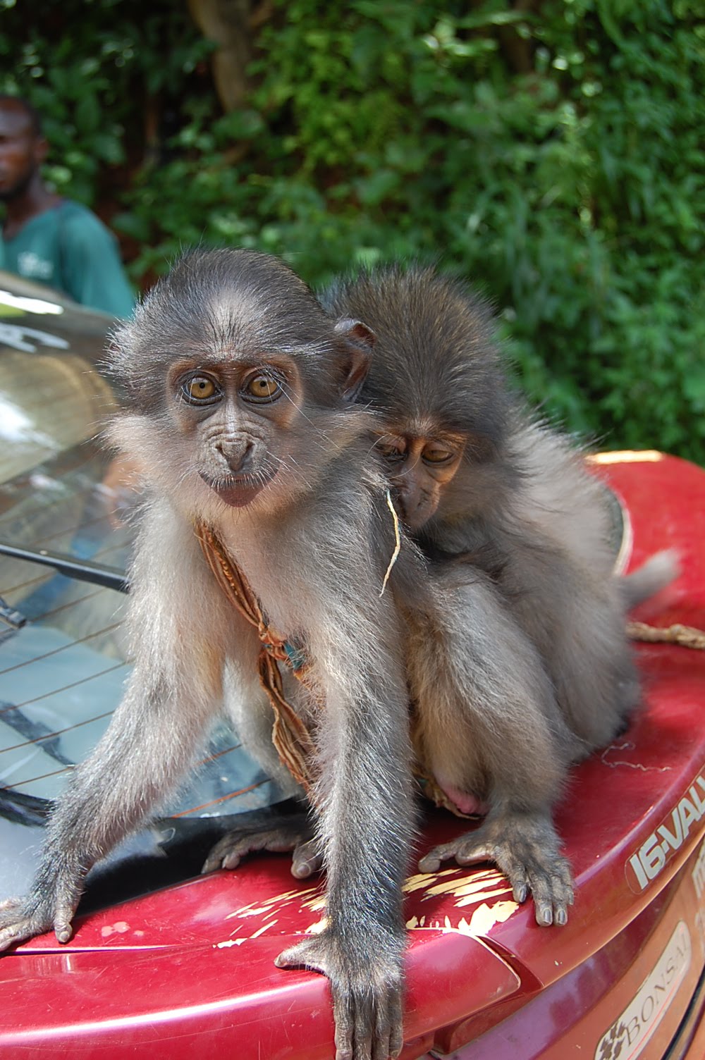 [monkey.JPG]