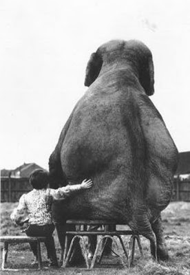 Elephant Funny Pictures