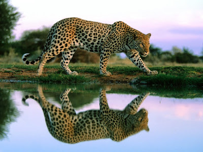Cheetah Wallpaper