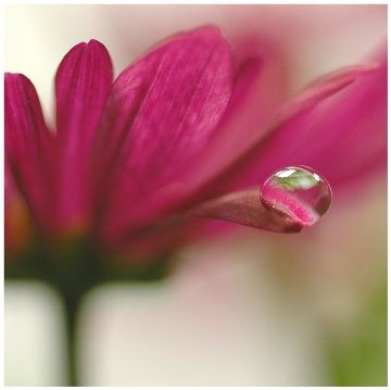 [flor+gota.bmp]