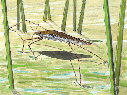 Water Strider