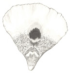 Mariposa Tulip Petal