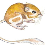 Kangaroo Rat