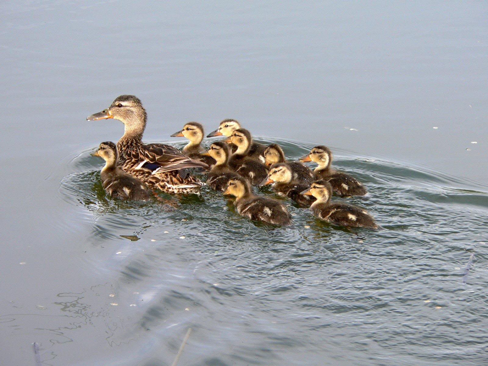 Image result for muther duck gets ran over