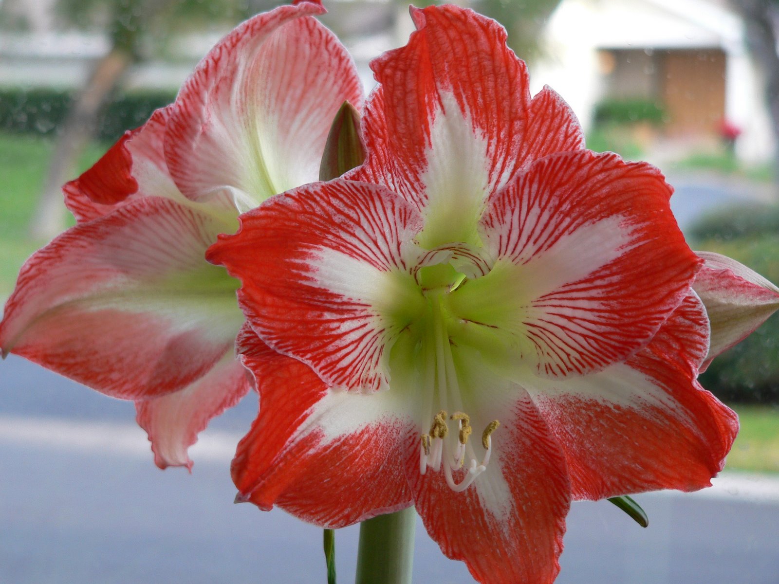 [flowerfull.jpg]