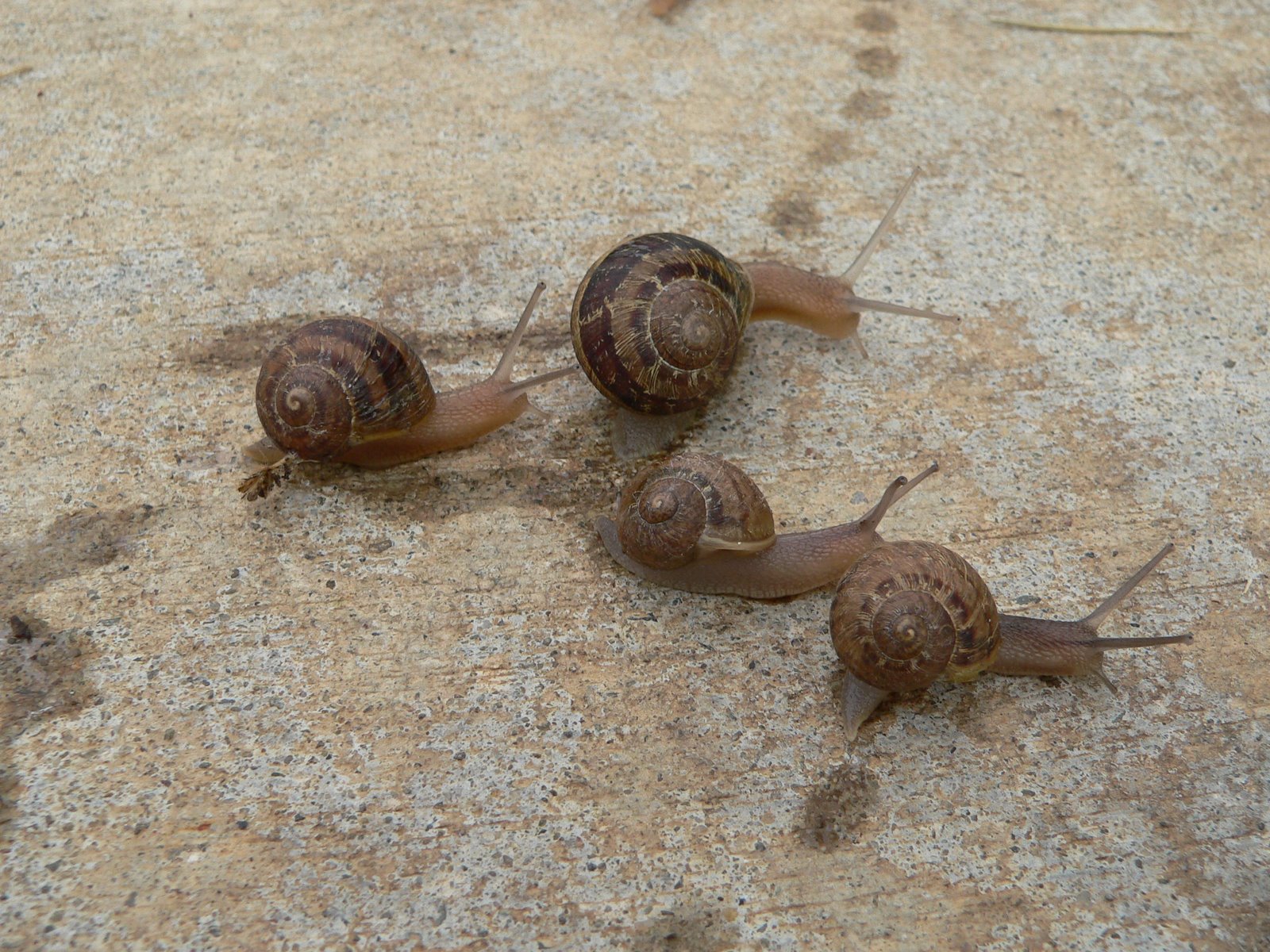 [snail+race+008.JPG]