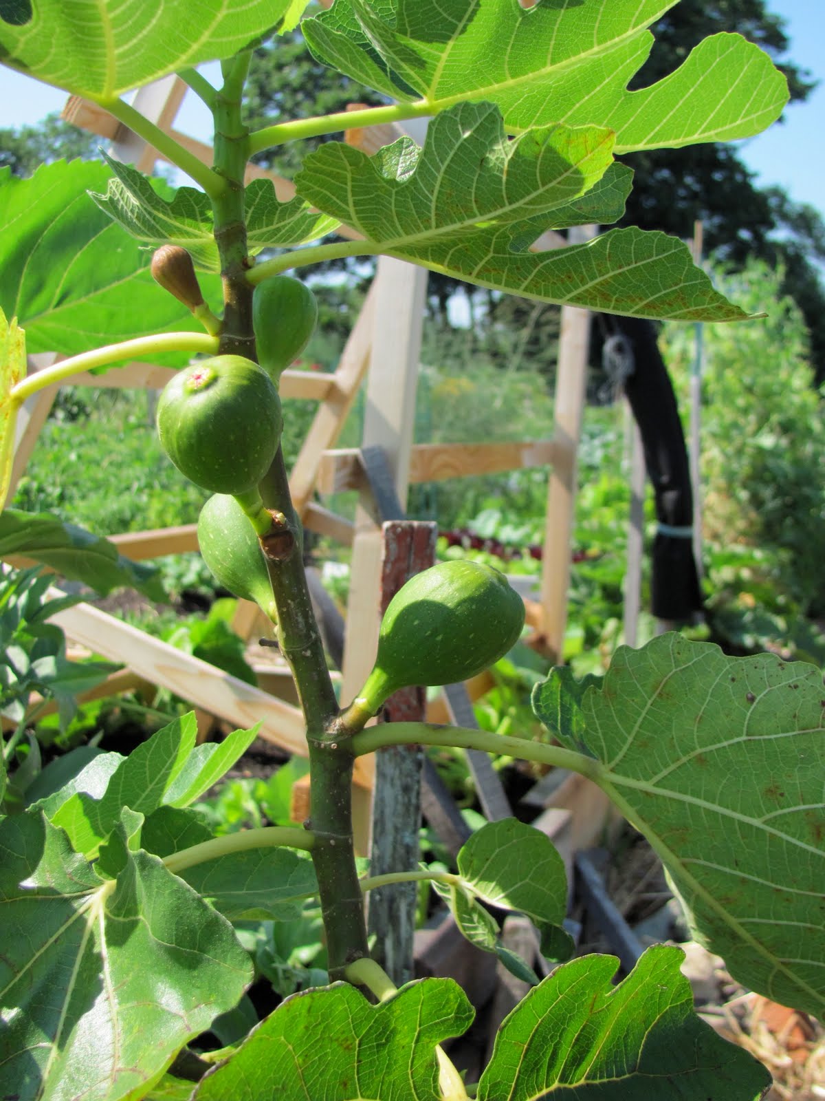 Mister Meatball The garden grows