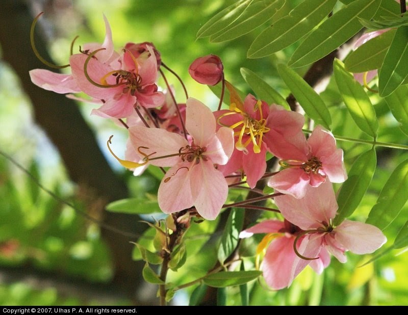 Wildc*rds Pink Shower Tree or Java Pink Cassia