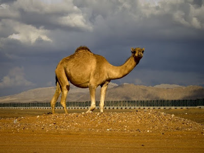 United Arab Emirates - Near the border with Oman United Arab Emirates - Near the border with Oman