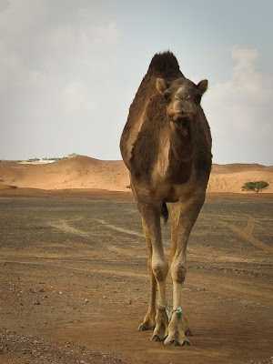 United Arab Emirates - Near the border with Oman United Arab Emirates - Near the border with Oman