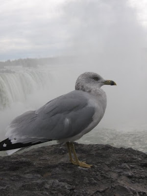 Etats-Unis - Canada - Niagara Falls Etats-Unis - Canada - Niagara Falls