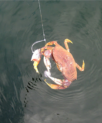 Crab Line