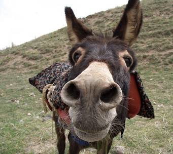 [خر++کنجکاو.bmp]