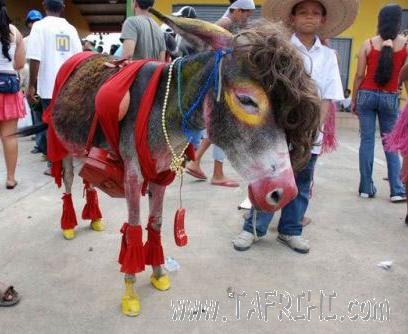 [خر+مکزیکی.bmp]