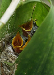 Tailorbird, starts from an egg