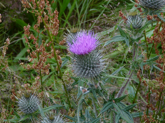 La flor nacional de Escocia