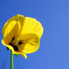 [250415706_ffa68739c0_m.jpg]