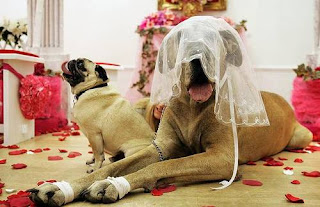 Animal weddings from around the world