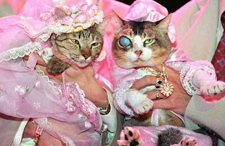 Animal weddings from around the world