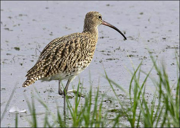 Land des grossen Brachvogels