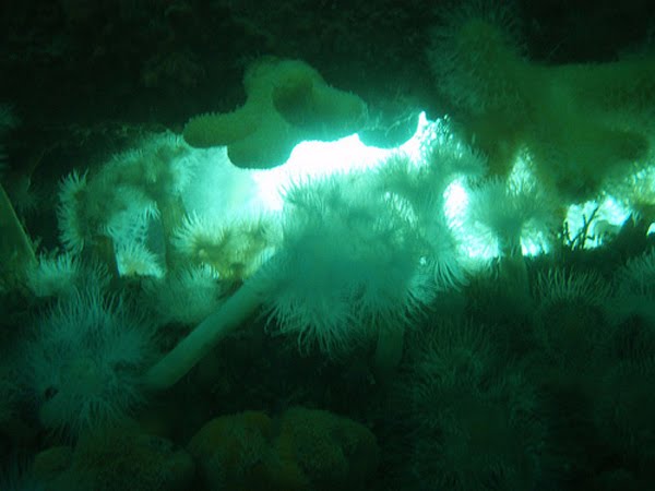 Eine unglaubliche Unterwasserwelt um diese Skellig Rocks. Einfach fantastisch