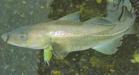 Un beau cabillaud 6lbs en surf-casting, remis à l'eau