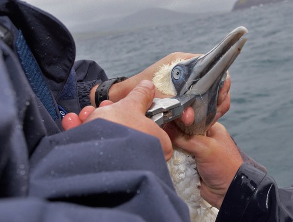 First species of the day, a gannet. Hard job for Adrian, skipper of the Wey Chieftain