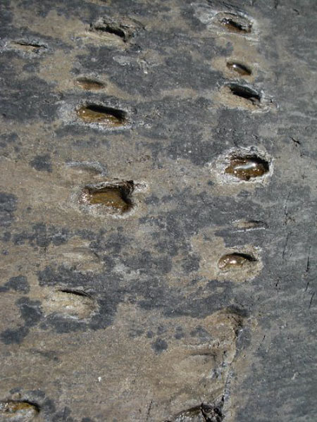 365 millions d'annees en arriere, les "Tetrapods" ont laisse leur trace a Valentia Island