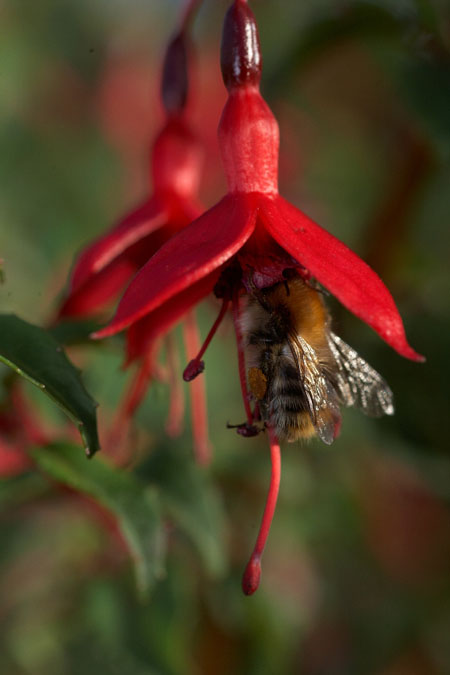 Abeilles, bourdons, oui ils se faisaient rare cette annee et la pollinisation en a pris un coup