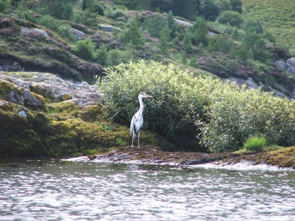 Le heron